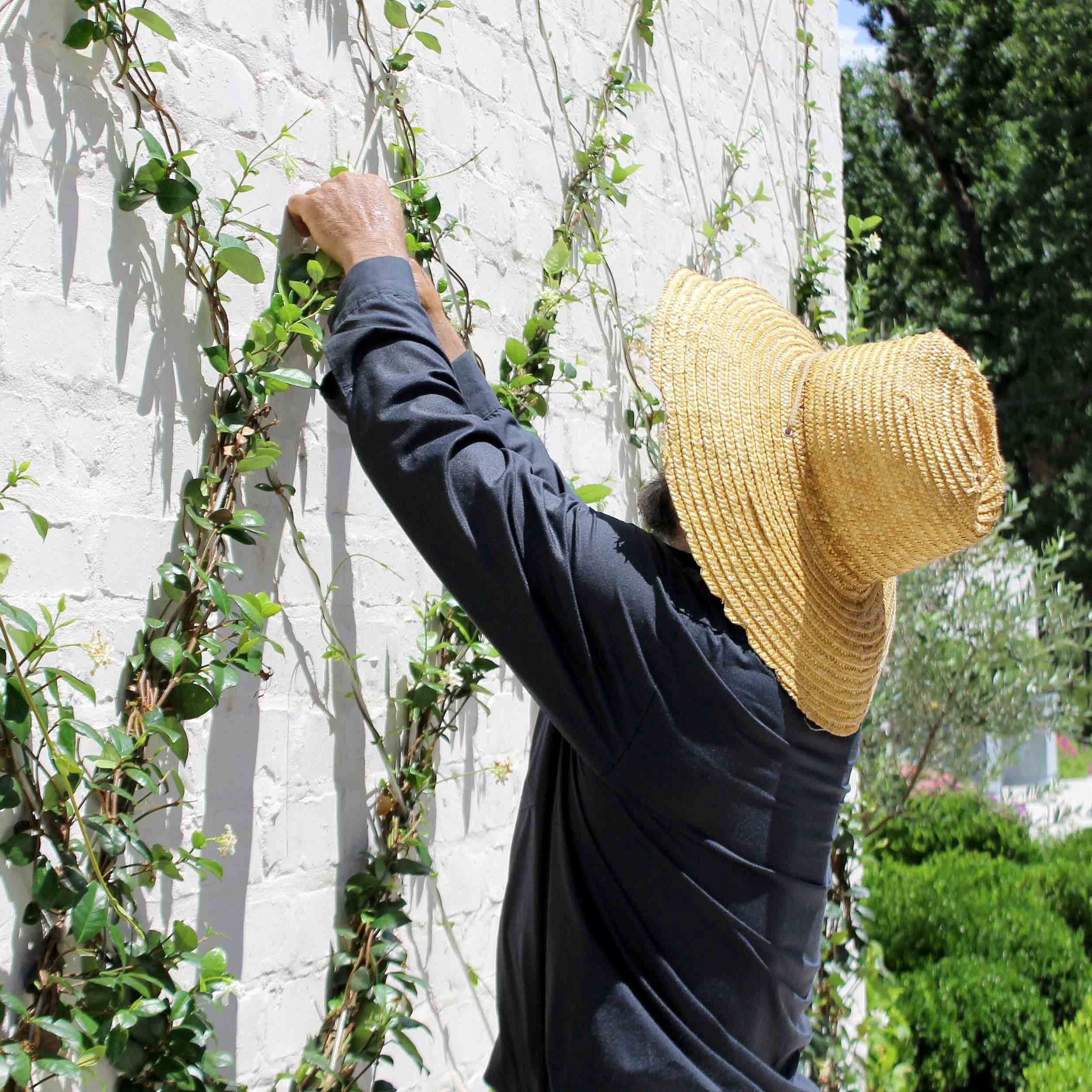Houston, TX Landscaping Companies
